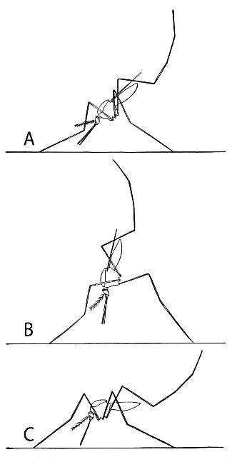 Figure 3. Resting positions of adult mosquitoes: A and B. Anopheles; C. Culex.