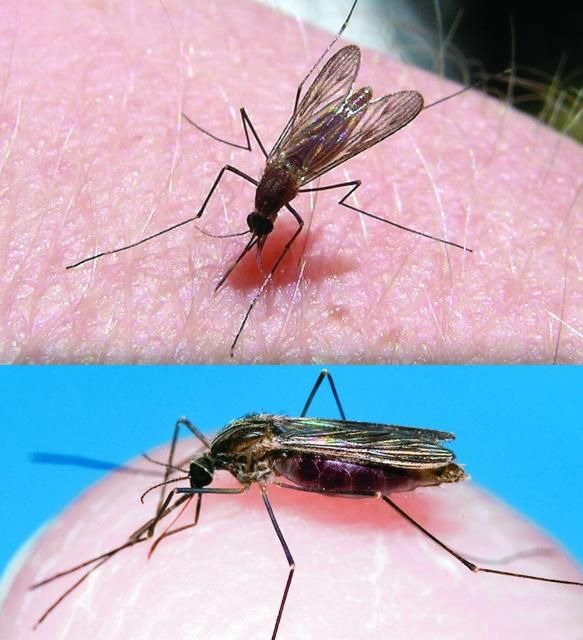 Figure 2. The mosquito Anophelese quadrimaculatus. Malaria cycles from infected Anopheles mosquitoes to humans. Uninfected mosquitoes can then pick up the parasite during blood feeding on infected humans.
