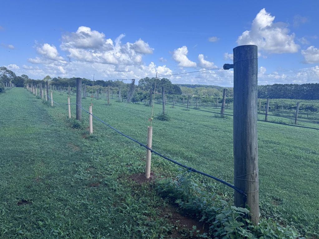 Image of a wire trellis system for growing grapes.