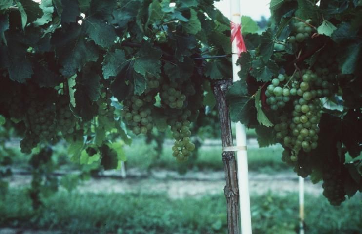 Image of 'Blanc Du Bois' bunch grapes on a wire trellis