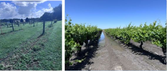 Images of a drip irrigation system suspended alongside of trellis (left side) and open field flooding irrigation system (right side). 