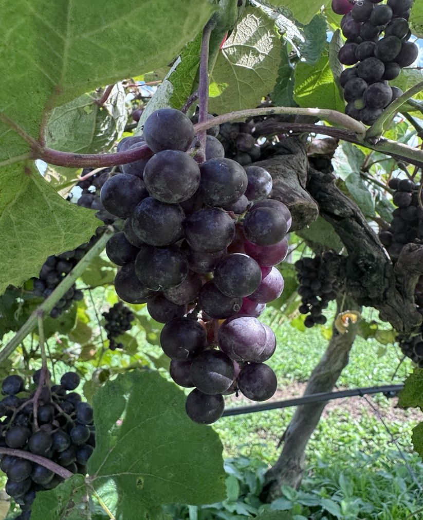 Close up of 'Conquistador' bunch grapes on the vine.