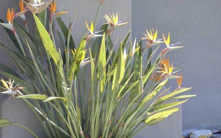 Figure 2. Bird-of-Paradise plants make a handsome focal point in the landscape.