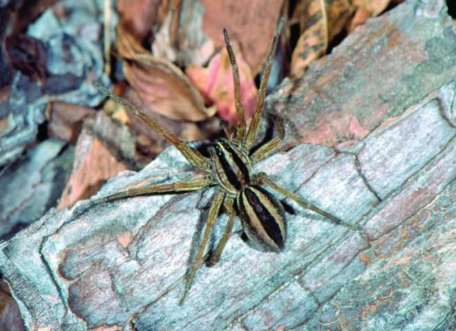 Figure 2. Common wolf spider (actual size 1¾ inch).