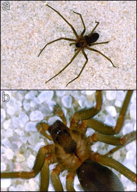 Figure 6. a) Brown recluse spider. b) brown recluse spider closeup.
