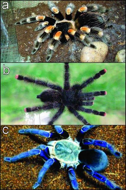 Figure 7. a) The Mexican redleg, one of the most popular species. b) The pinktoe tarantula can sometimes be found in South Florida. c) The aggressive cobalt blue should only be kept by experienced keepers.
