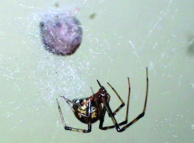 Figure 3. A common house spider and egg sac.