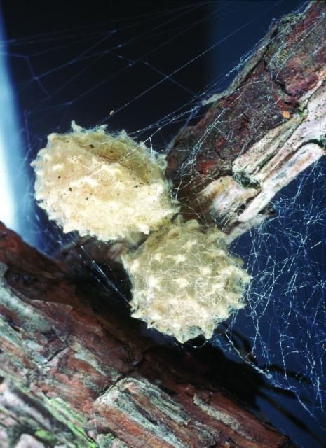 Figure 5. Brown widow spider egg cases suspended in webbing.