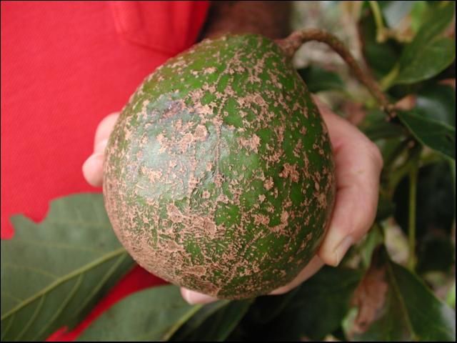 Figure 10. Avocado scab.