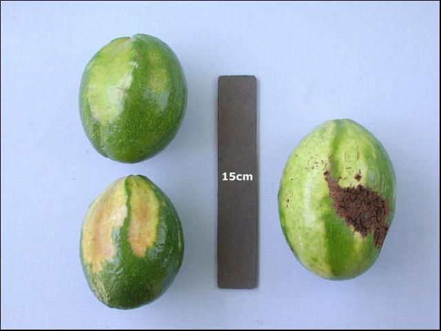 Figure 11. Avocado Sun-blotch.
