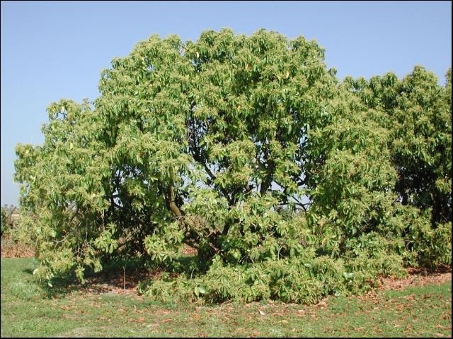 Figure 2. Avocado tree.