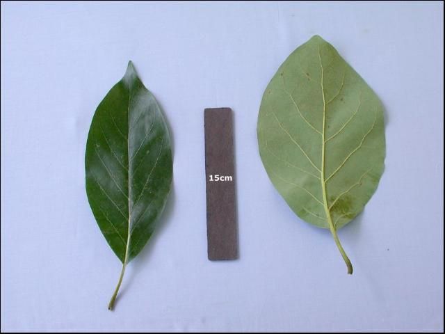 Figure 3. Avocado leaves.