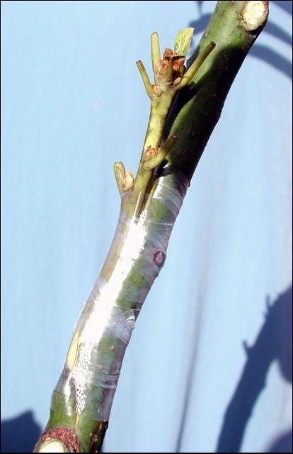 Figure 7. Recent avocado veneer graft.
