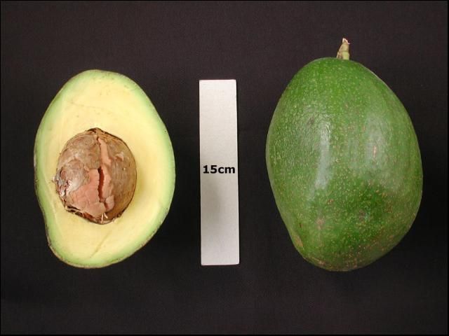 Figure 6. 'Choquette' avocado fruit.