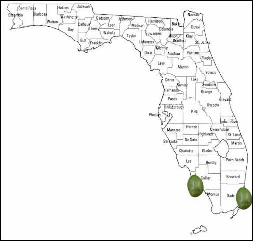 Figure 1. Avocado commercial planting in Florida.
