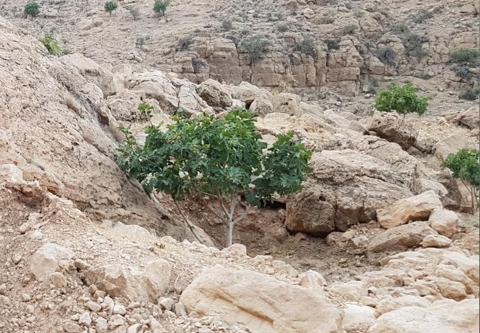 Figure 1. Self-growth fig tree (wild type) in central Iran (Shiraz).