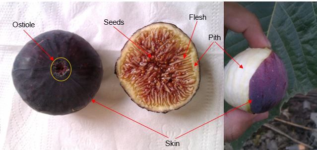 Figure 7. Fig fruit anatomy.