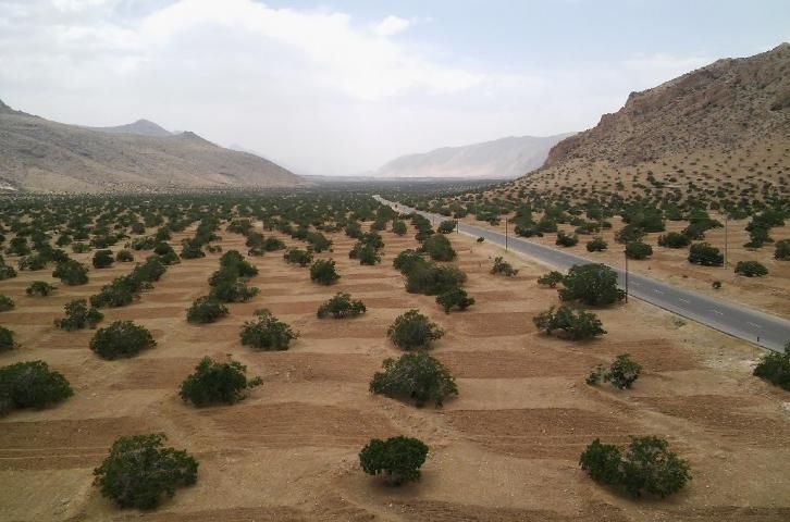 Figure 2. Rain-fed fig trees (dryland) production in Shiraz, Iran.