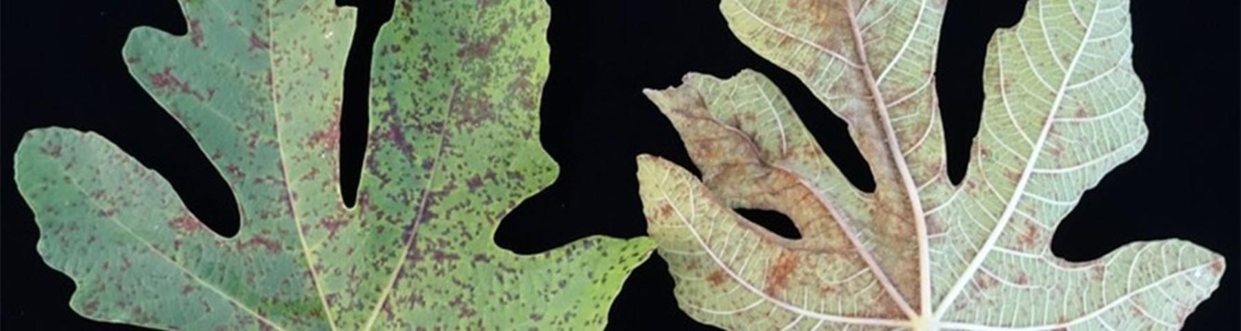 Figure 14. Fig rust on leaves.
