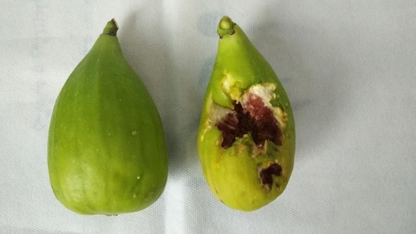 Figure 13. Fig fruit damaged by either bird or insect.
