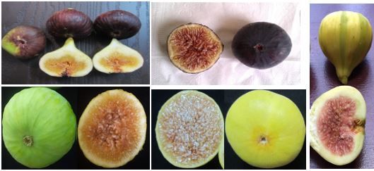 Figure 9. Fruit skin color among different fig varieties.