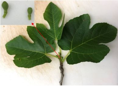 Figure 6. Fig tree flower bud.