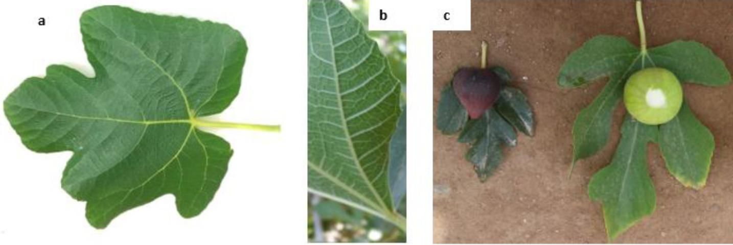 Figure 5. Fig tree leaf morphology, a) upper side, b) bottom side, and c) varied leaf morphology among varieties.