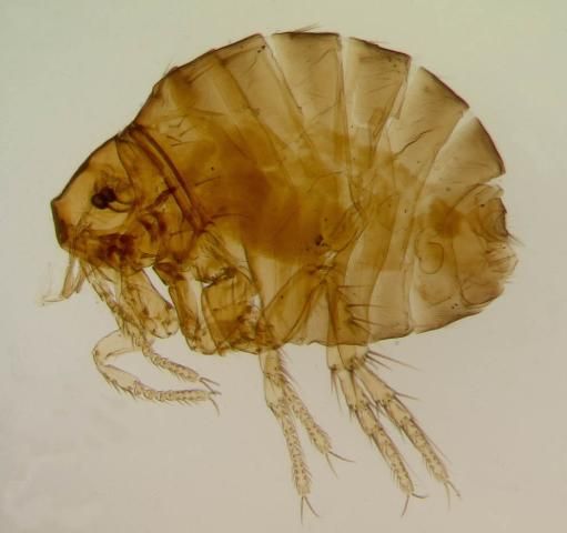 Figure 2. Sticktight flea.