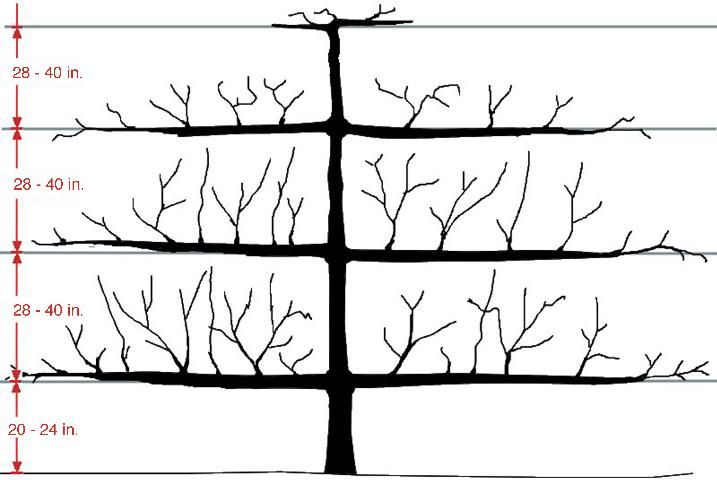 Figure 3. Espalier with horizontal branches.