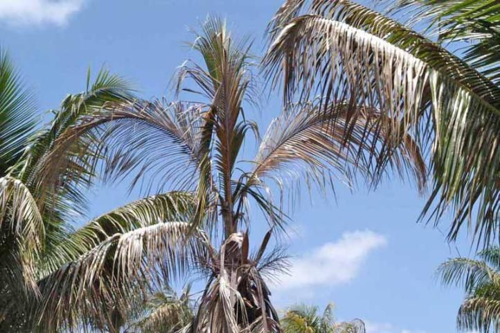 Wilting of palm canopy in coconut palm (C. nucifera) due to secondary rotting of cold-damaged trunk tissue about three months after prolonged chilling temperatures.