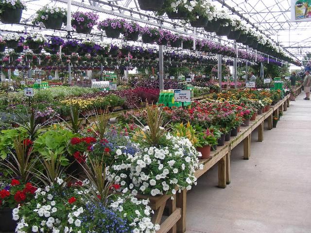 Figure 3. Garden centers offer a wide assortment of annuals.