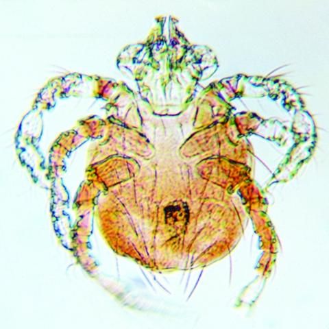 Figure 4. Scabies mite
