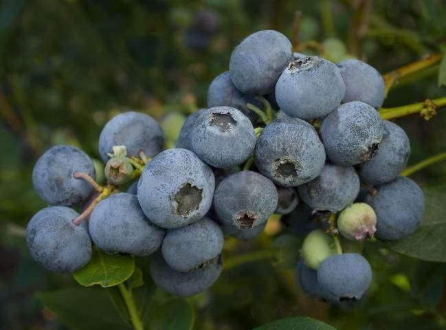 Figure 7. 'Farthing' blueberry.