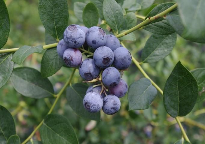 Figure 6. 'Sweetcrisp' blueberry.