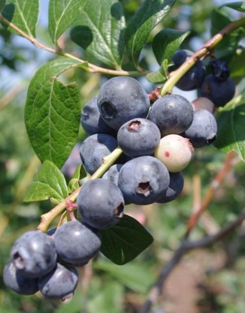 Figure 5. 'Springhigh' blueberry.