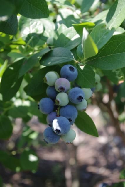 Figure 2. 'Jewel' blueberry.