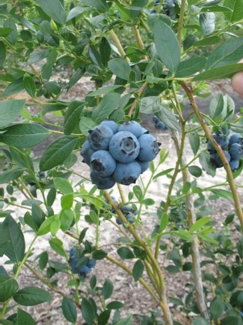 Figure 3. 'Star' blueberry.