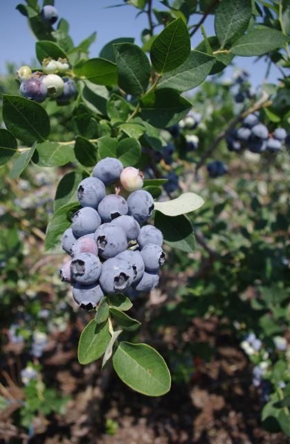Figure 1. 'Emerald' blueberry.