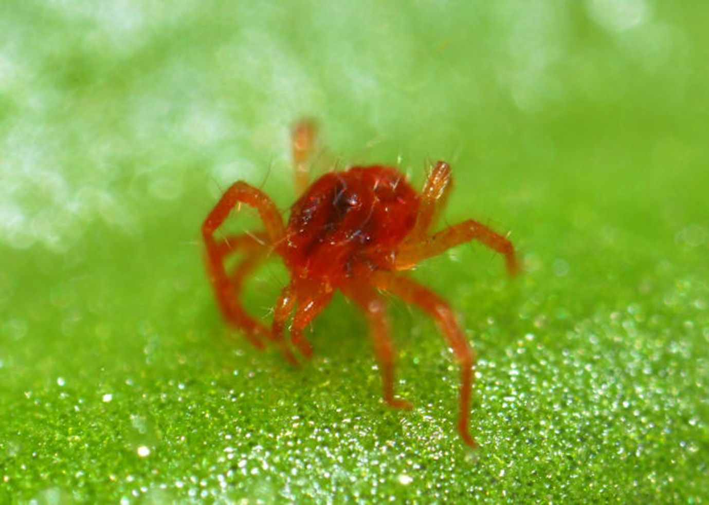 Tetranychus urticae (spider mite). Spider mites spin webs and feed on the undersides of leaves, perforating plant cells and sucking the cell contents.