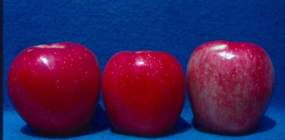 'Anna' apples.