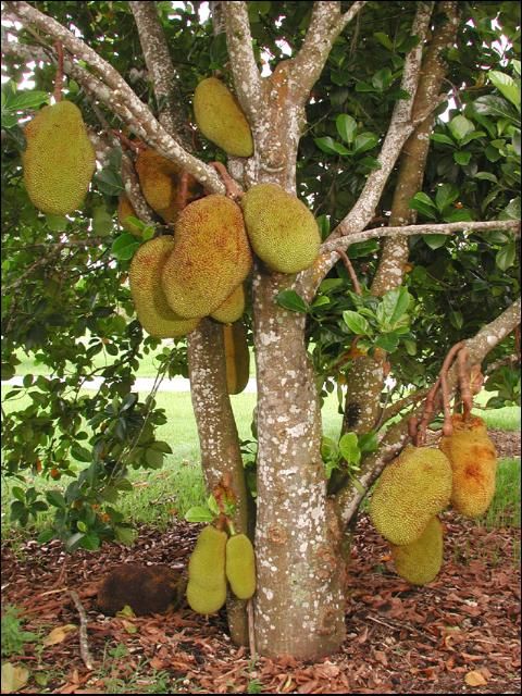 Figure 2. Seedling jackfruit tree trunk area.