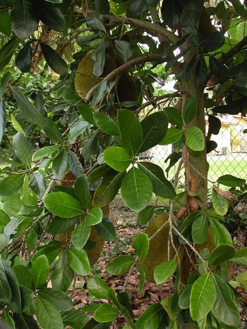 Figure 3. Jackfruit leaves.