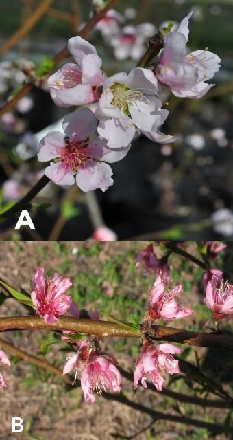 Figure 2. Showy (a) and non-showy (b) peach flowers.