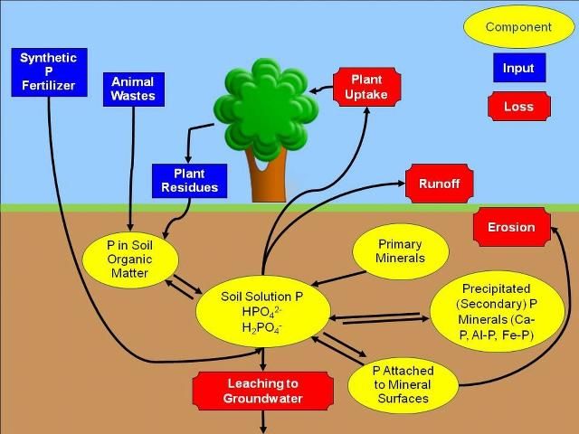 Figure 1. The phosphorus cycle.