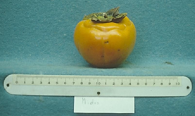 Figure 11. Cultivar 'Midia'.