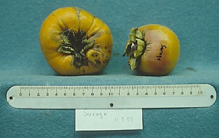 Figure 16. Cultivar 'Suruga'.