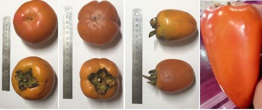 Figure 3. Diferentes formas de fruto de distintos cultivares de caqui. Crédito de la fotografía: