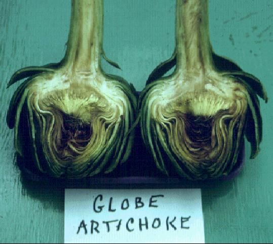 Figure 3. Halved globe artichoke