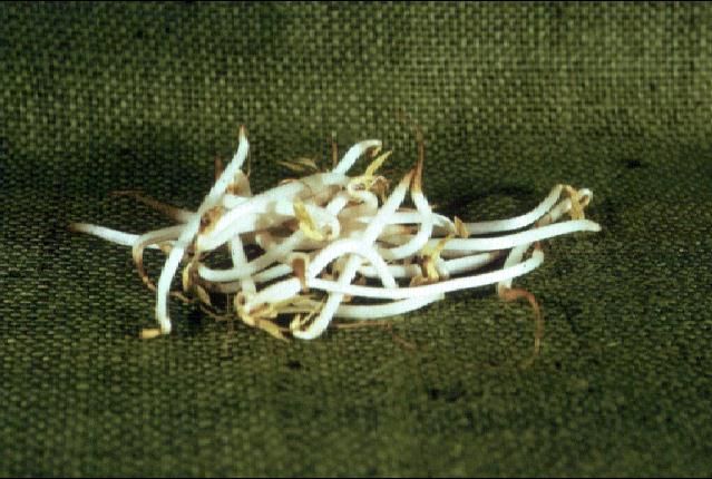 Figure 3. Mung bean sprouts