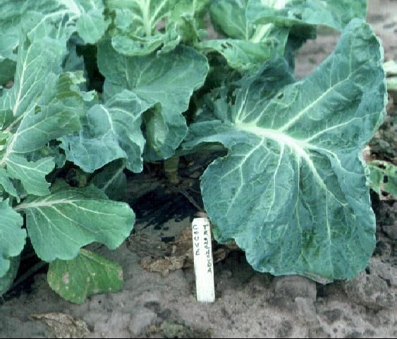 Figure 1. Sea-kale cabbage